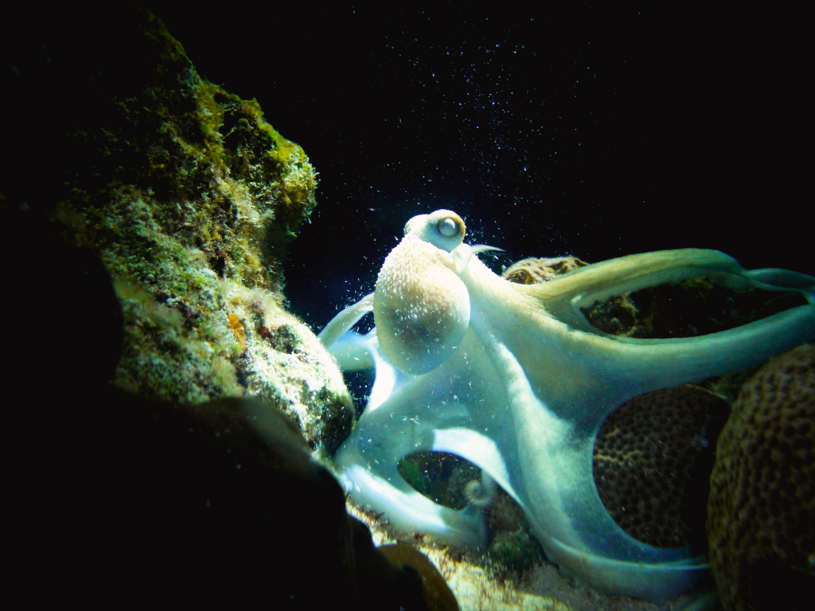 Octopus night dive Cozumel Mexico