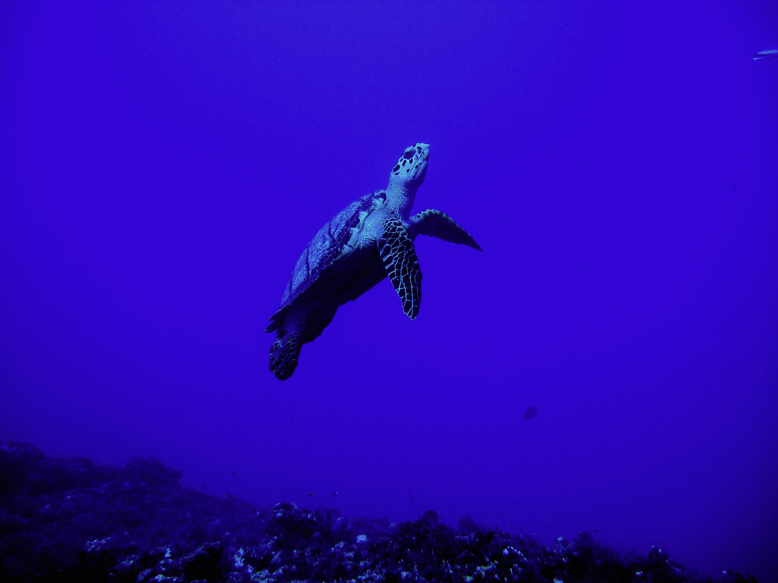 green turtle going up cozumel mexico