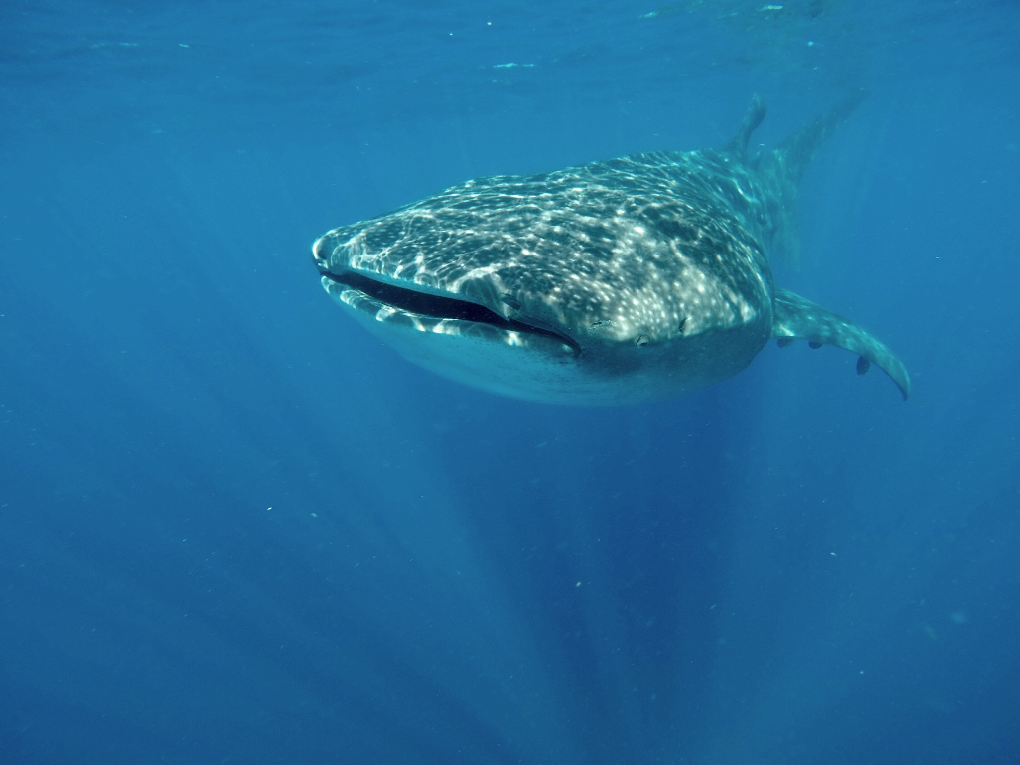Whale shark Contoy island