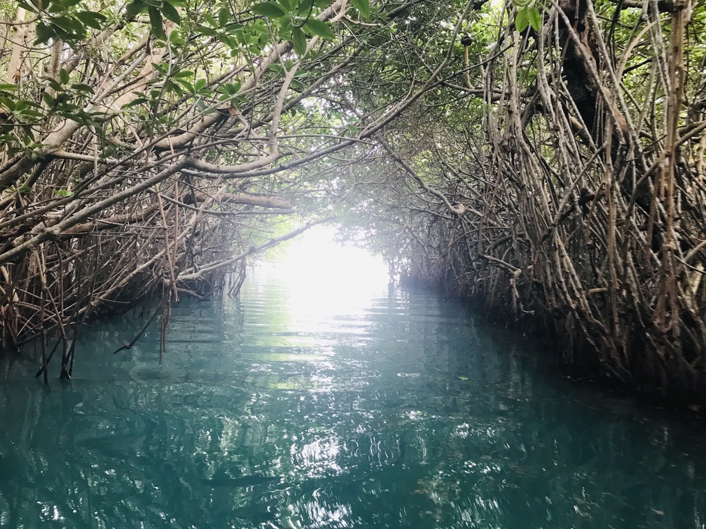 cancun hidden mangrove natural tunnel