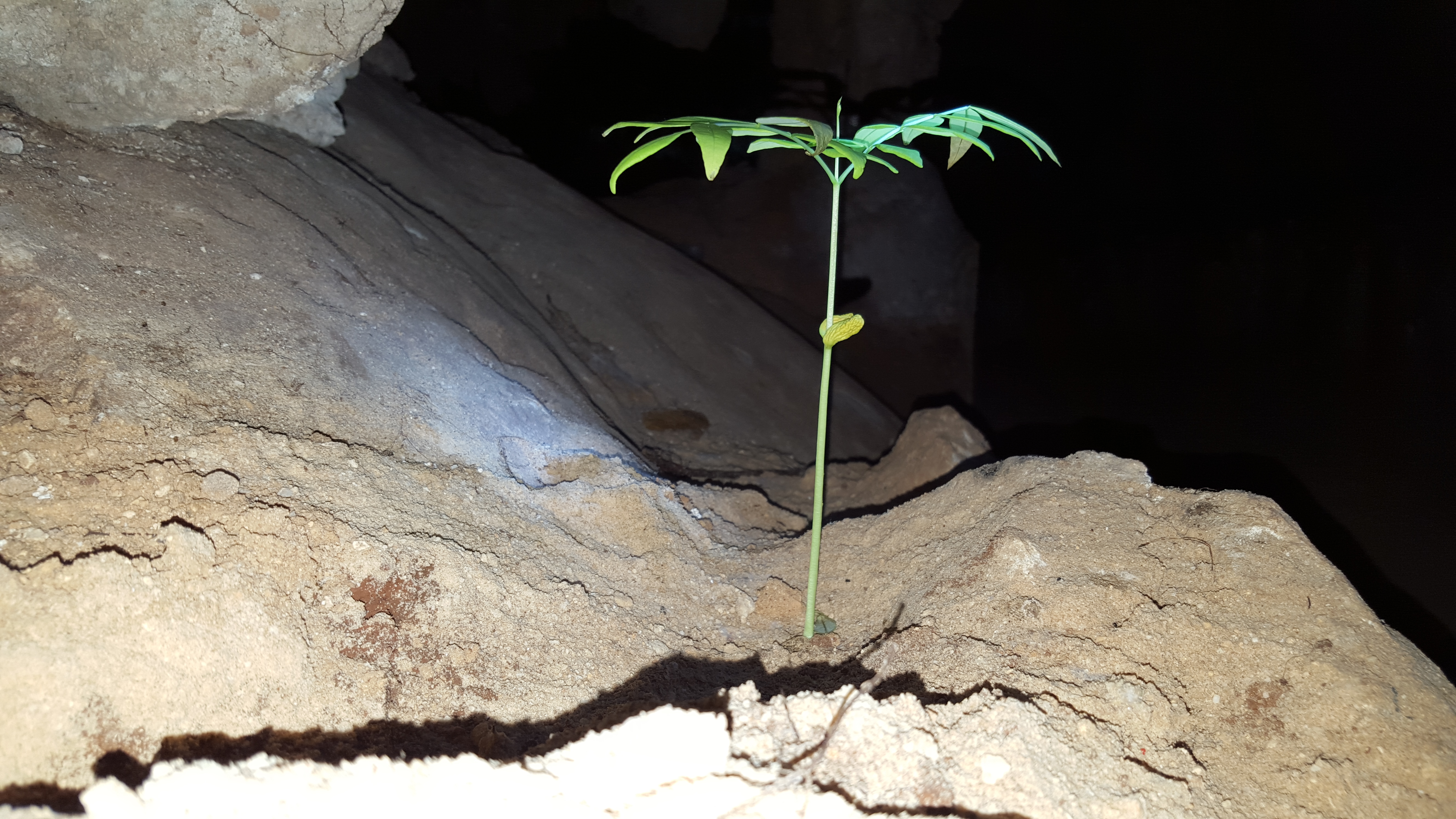 underground life plant