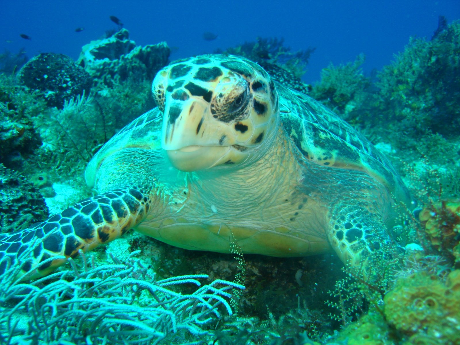 green turtle scuba cancun